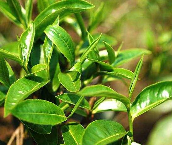古树茶有什么特点 已经百年的古树茶的功效